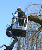Commercial tree Trimming